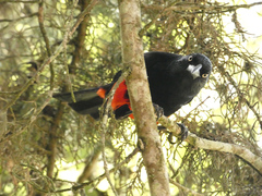 Hypopyrrhus pyrohypogaster