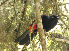 Hypopyrrhus pyrohypogaster