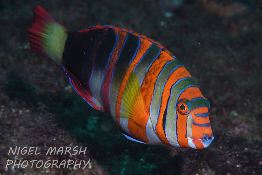 Harlequin Tuskfish from Maroochy - Coastal North, AU-QL, AU on January ...