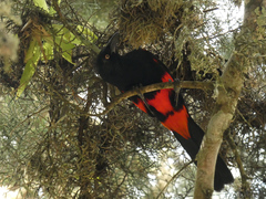 Hypopyrrhus pyrohypogaster