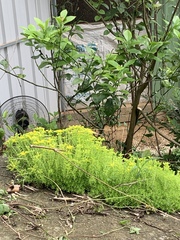 Sedum formosanum