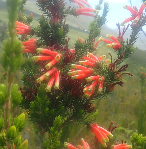 Image of Erica unicolor by (c) Nicola van Berkel, some rights reserved (CC BY-SA)