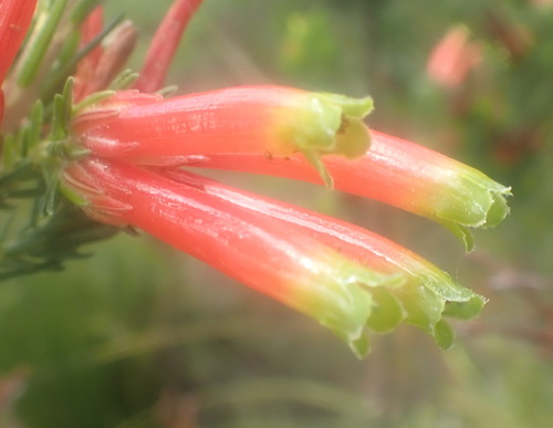 Image of Erica unicolor by (c) Nicola van Berkel, some rights reserved (CC BY-SA)
