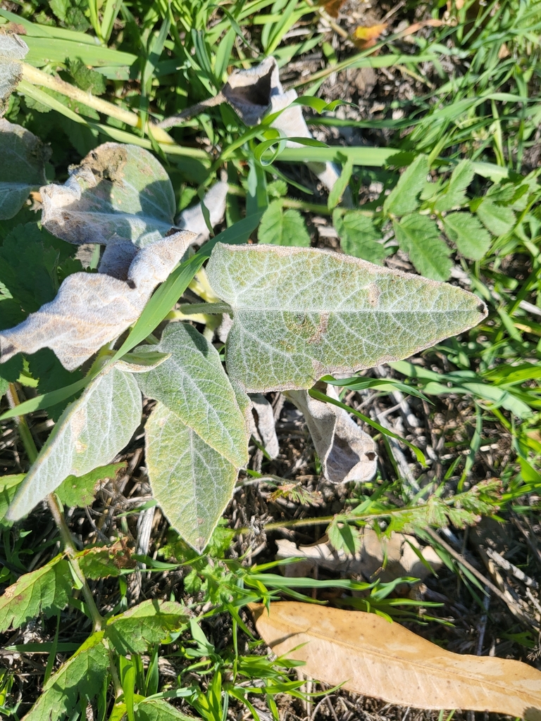 Buffalo Gourd from Irvine, CA 92617, USA on January 18, 2024 at 12:02 ...