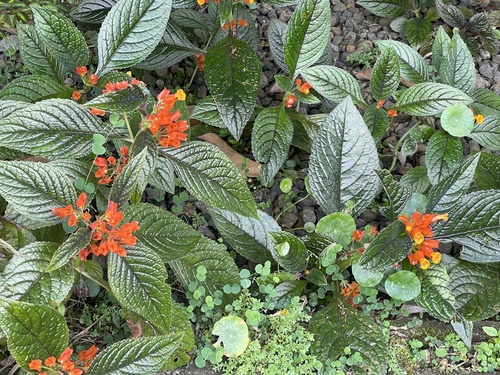 Foto de Canário-vegetal