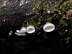 Hohenbuehelia cyphelliformis
