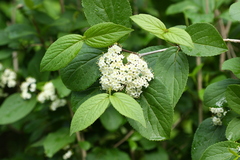 Viburnum burejaeticum