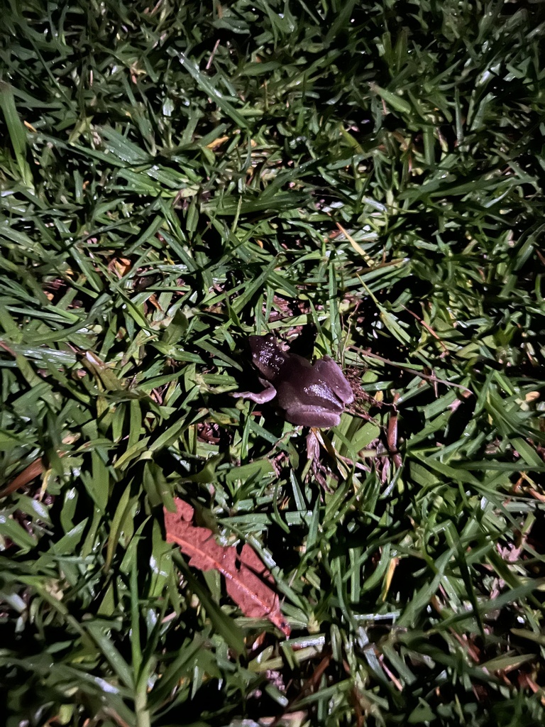 screaming tree frog from Bargo, NSW, AU on January 17, 2024 at 0948 PM