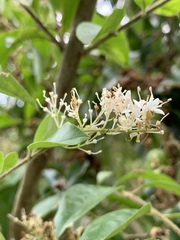 Ligustrum liukiuense