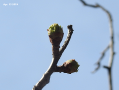 Crataegus pinnatifida