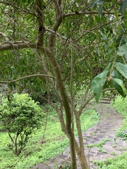 Ligustrum liukiuense