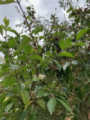 Ligustrum liukiuense