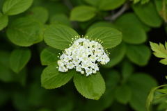 Viburnum burejaeticum