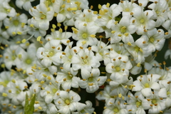 Viburnum burejaeticum