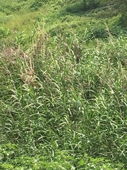 Phragmites vallatoria