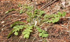 Chelidonium asiaticum