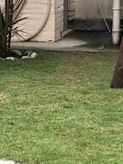 Passer domesticus
