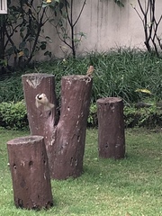 Passer domesticus