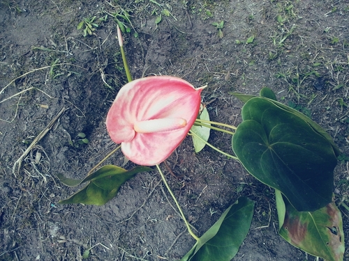 Foto de Antúrio