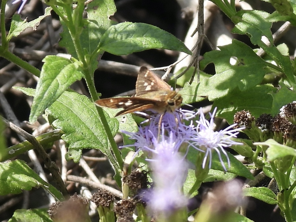 Skippers from National Butterfly Center, 3333 Butterfly Park, Mission