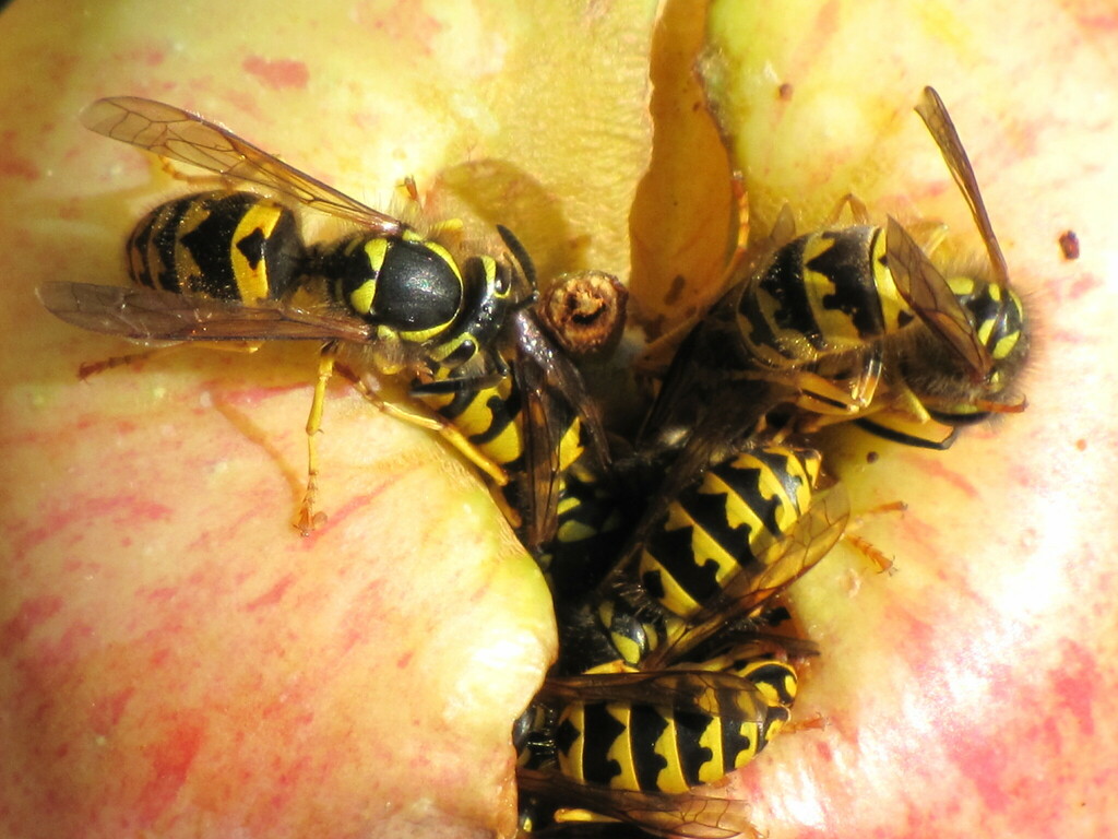 Western Yellowjacket from Maple Creek, SK S0N 1N0, Canada on September ...