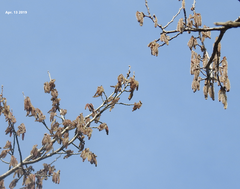 Populus tomentiglandulosa