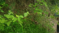 Triumfetta rhomboidea