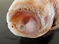 Australaria australasia