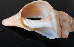 Australaria australasia