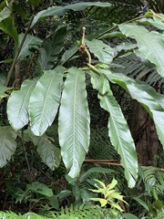Alpinia uraiensis