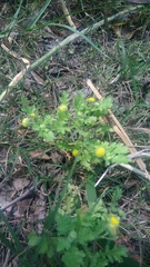 Grangea maderaspatana