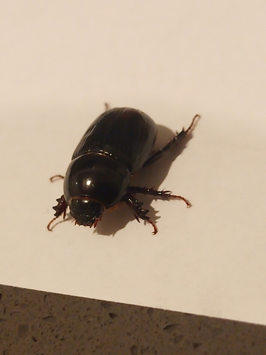 African Black Beetle photo 3