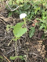 Ipomoea biflora