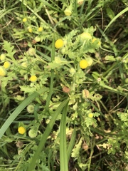 Grangea maderaspatana