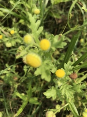 Grangea maderaspatana