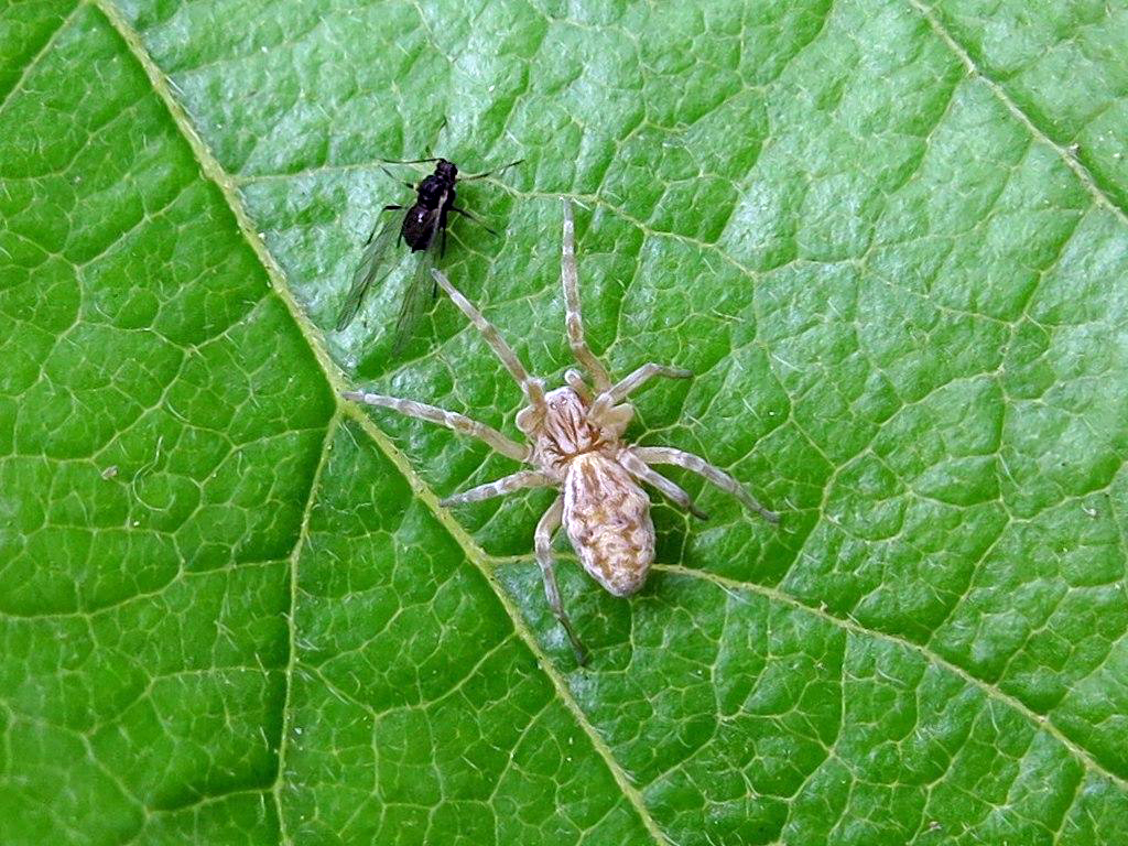 Ajmonia rajaeii