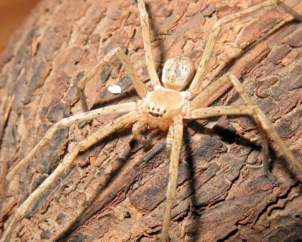 Cebrennus