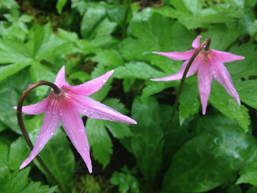 Coast Fawn Lily