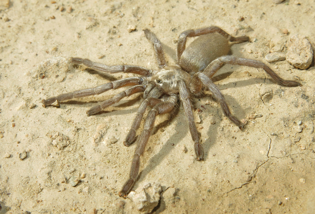 Ischnocolus vanandelae