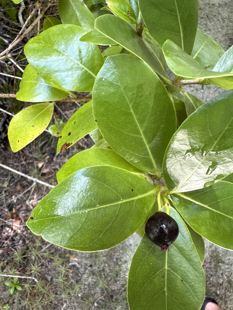 Tahitian Gardenia from Onetahi, French Polynesia, PF on January 18 ...