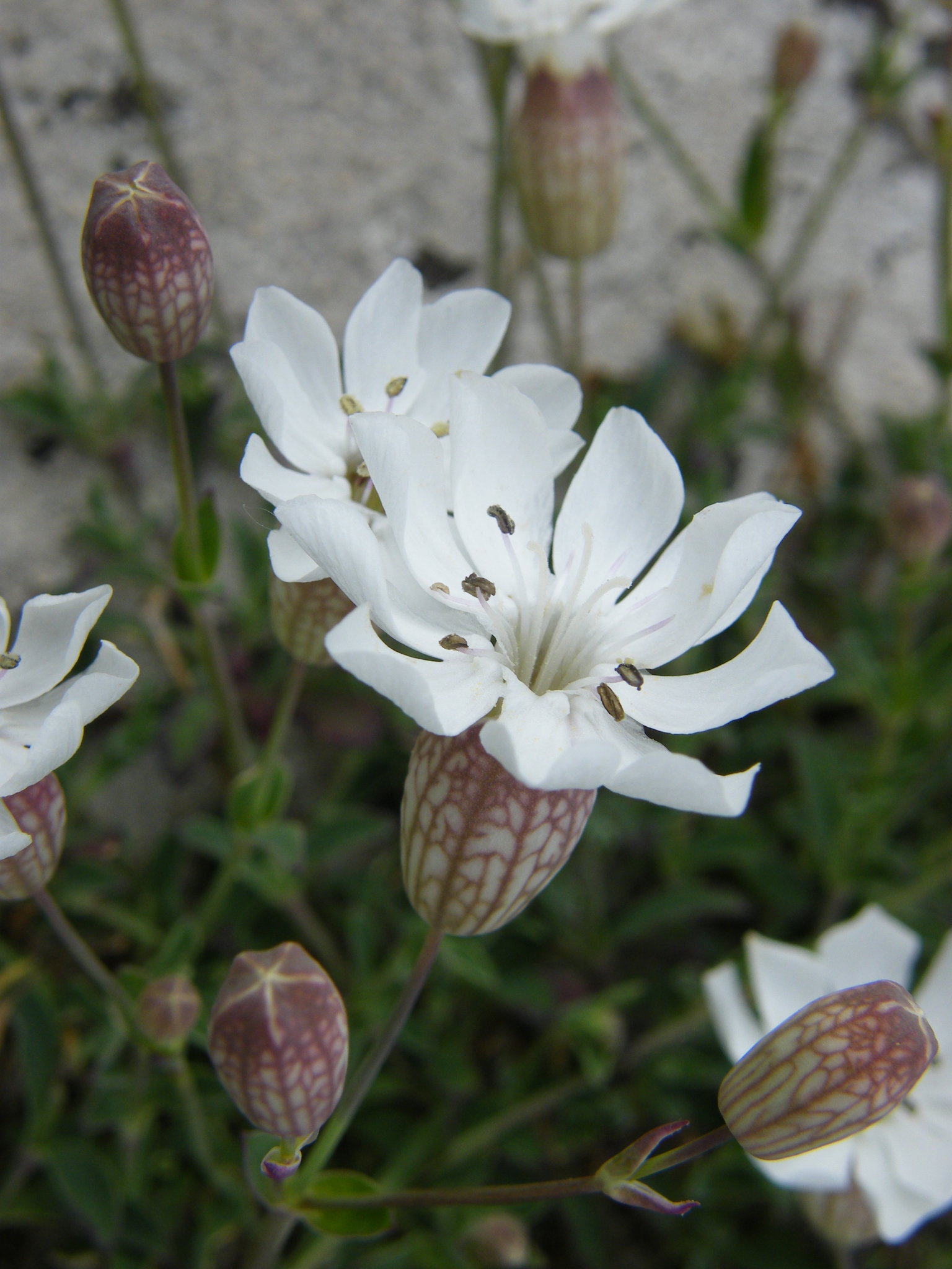 Silene uniflora