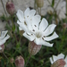 Sea Campion - Photo (c) _foxg, some rights reserved (CC BY-NC)