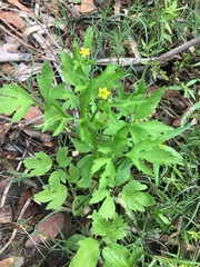 Ranunculus chinensis