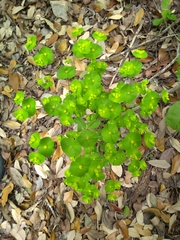 Euphorbia roemeriana