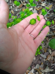 Euphorbia roemeriana