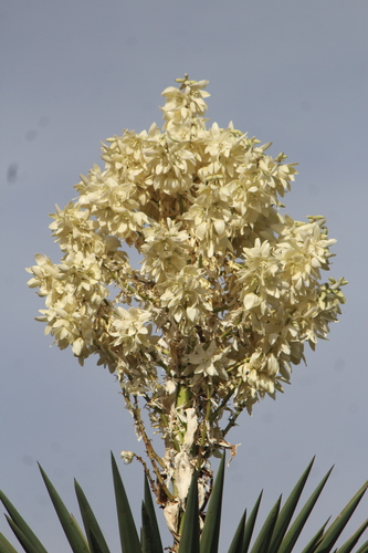 Image of Yucca carnerosana by (c) José Belem Hernández Díaz, some rights reserved (CC BY)