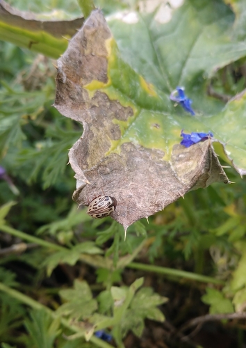 Camphorweed Chrysomelid photo 5