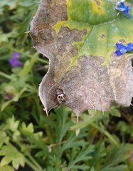 Zygogramma heterothecae