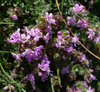 English Wild Thyme - Photo (c) helen.2006, some rights reserved (CC BY-NC-SA)