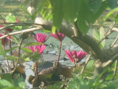 Nymphaea rubra